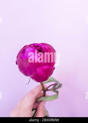 La mano della giovane donna tiene un bel germoglio di peonia rosa fresco su sfondo bianco. Consegna fiori. Foto Stock