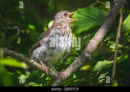 Fieldfare - un piccolo uccello giovane su un ramo dell'albero - canti Foto Stock