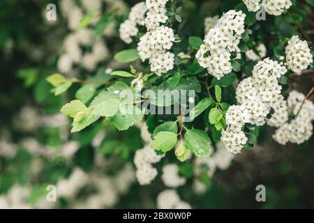 Rami di fioritura Spirea arguta (corona delle Brides) in un giardino di primavera. Messa a fuoco selettiva. Foto Stock