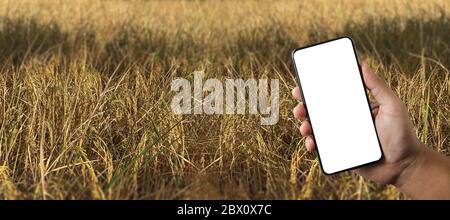 L'uomo di concetto di tecnologia di agricoltura Agronomist che usa una tavoletta in un campo di agricoltura ha letto un rapporto Foto Stock