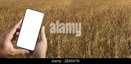 L'uomo di concetto di tecnologia di agricoltura Agronomist che usa una tavoletta in un campo di agricoltura ha letto un rapporto Foto Stock