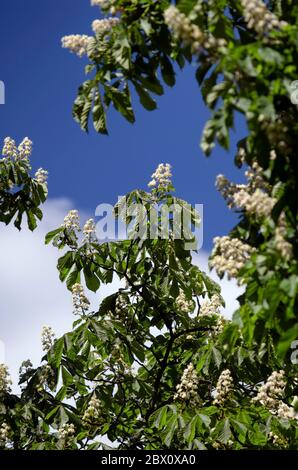 Rami di castagno di cavallo in fiore primavera orientamento verticale Foto Stock