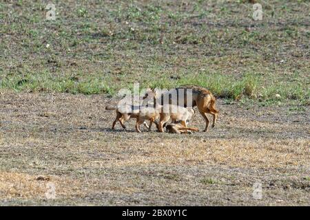 Jackal indiano femminile (Canis aureus) che si nutrono e giocano con i suoi cuccioli, la riserva della tigre di Kanha o il Parco Nazionale di Kanha-Kisli, stato di Madhya Pradesh, India Foto Stock