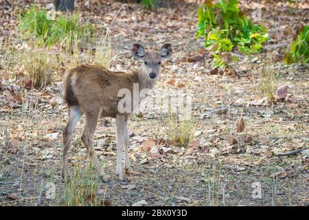 Giovane cervo sambar (Rusa unicolor) nella foresta, Parco Nazionale di Bandhavgarh, Madhya Pradesh, India Foto Stock