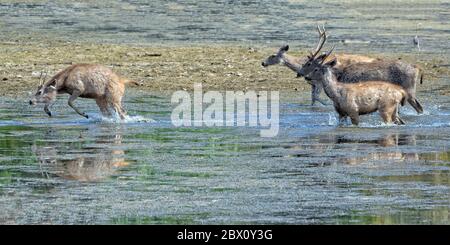 Gruppo di cervi sambar (Ruga unicolor) che camminano in acqua, Parco Nazionale Ranthambhore, Rajasthan, India Foto Stock