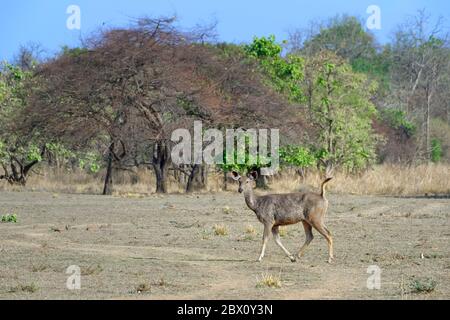 Cervi sambar femminili (Rusa unicolor), Riserva della Tadoba Andhari Tiger, Stato Maharashtra, India Foto Stock