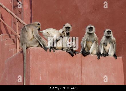 Gruppo di Hanuman Langur (Semnopithecus entellus) seduto su un muro, Ranthambhore National Park, Rajasthan, India Foto Stock