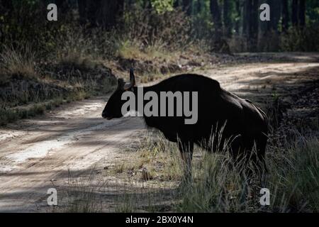 Gaur (Bos gaurus) o bisonte indiano che attraversa una strada, Kanha National Park, Madhya Pradesh, India Foto Stock
