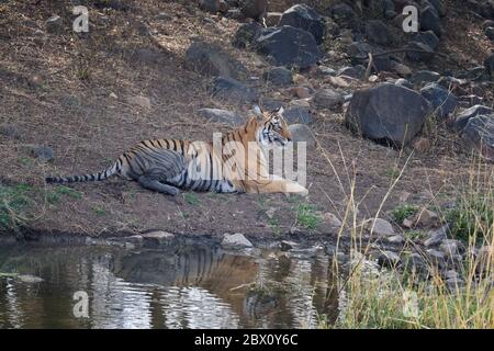 Tigre bengala femminile (Panthera tigris) che riposa vicino ad un laghetto, Ranthambhore National Park, Rajasthan, India Foto Stock