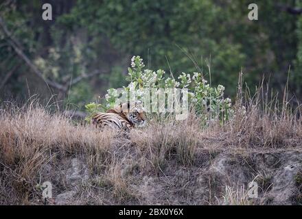 Giovane tigre bengala maschile (Panthera tigris) che si nasconde dietro l'erba, Kanha Tiger Reserve, Madhya Pradesh, India Foto Stock