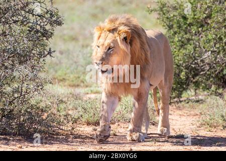 Leone giovane (Panthera leo) conosciuto come Jack indossando un collare radiofonico per la ricerca camminando lungo un buco d'acqua nel Parco Nazionale degli Elefanti di Addo, Capo Orientale Foto Stock