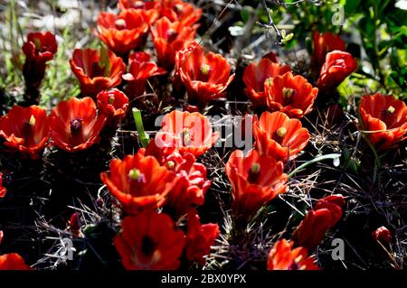 Gruppo di fiori di cactus di tazza di claret Foto Stock