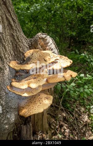 Un grappolo di sella di Dryad (Polyporus squamosus), Fungo su un tronco di albero, noto anche come cuoio capelluto, fagiani indietro Foto Stock