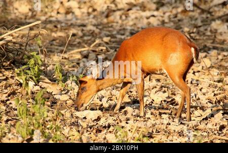 Femmina che abbaio Deer mangiare erba, Muntiacus, Nagarhole National Park, Karnataka, India Foto Stock