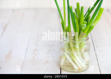 Tagliare le cipolle primaverili, poste in un vaso d'acqua per ricrescere nuovi germogli verdi. Foto Stock