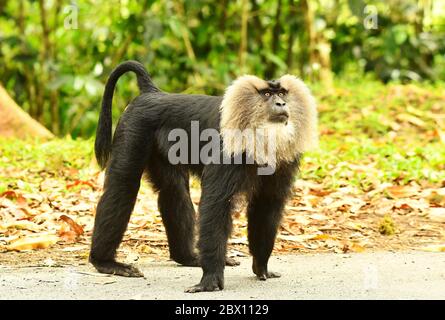 Leone coda Maqaque in piedi su strada, Macaca silenus, Valparai, Tamilnadu, India Foto Stock