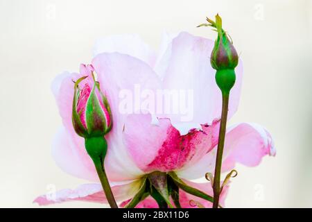 Rose rosa pallido in un giardino a Lancaster Foto Stock