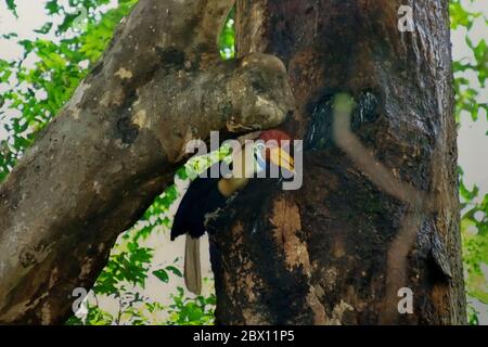 Celebes becco di cornetta (Rhyticeros cassidix), maschio adulto, che controlla su un buco di nidificazione. Foto Stock