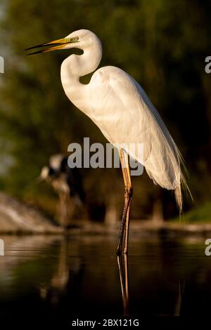 Grande egret, Ardea alba in piedi in acqua in bella luce del mattino, Kiskunság Nemzeti parco, ungheria Foto Stock