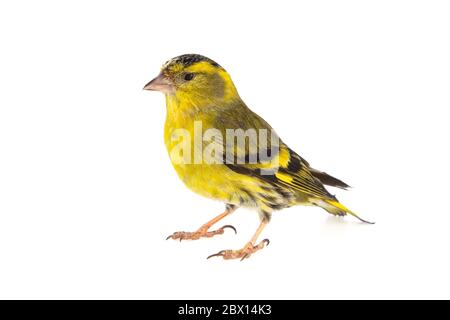 Pelle di sipelle maschile, Carduelis spinus, isolato su sfondo bianco Foto Stock