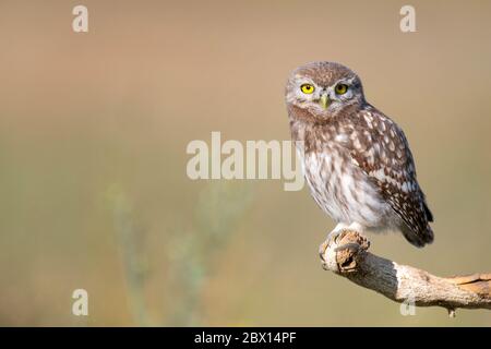 Il piccolo gufo, Athene noctua, si erge su un bastone su uno sfondo bellissimo. Foto Stock