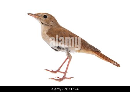 Comune nightingale, Luscinia megarhynchos, isolato su sfondo bianco Foto Stock