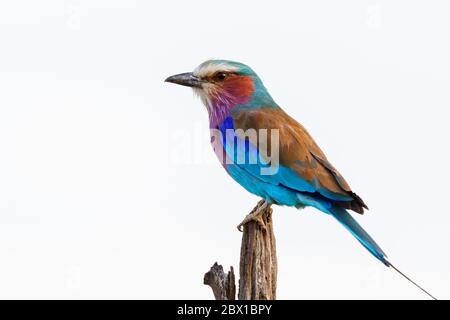 Il rullo tostato lilla si trova su un bastone Foto Stock