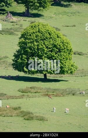 Boughton Monchelsea Village, Kent, Regno Unito. Parco dei cervi visto dal cortile della chiesa Foto Stock