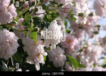 Primo piano di fiori rosa pallido di rambler o rose rampicanti contro cielo azzurro pallido su sfondo sfocato Foto Stock