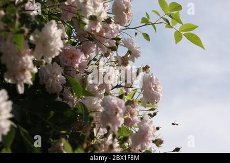 Primo piano di fiori rosa pallido di rambler o rose rampicanti contro cielo azzurro pallido su sfondo sfocato Foto Stock