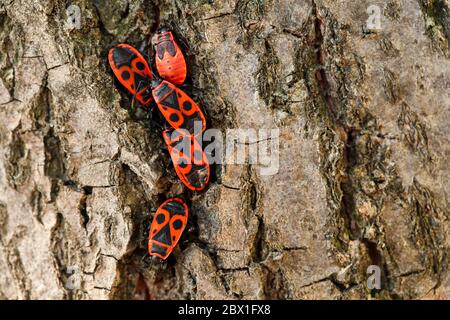 Estremo primo piano di cinque insetti di Firebug neri e rossi (Pyrhocoris aterus), quattro adulti e una ninfa sull'ultimo istar, in un tronco di albero Foto Stock