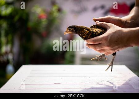 Le mani umane regge e si impugnano delicatamente su pulcino sebright di bronzo e si adagia su un tavolo di legno rosa pastello nel giardino esterno nel pomeriggio. Foto Stock