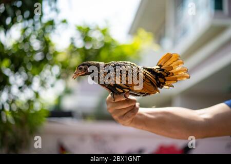 Primo piano sul colore bronzo di SeBright Chick in mano umana nel pomeriggio nel giardino all'aperto. Foto Stock