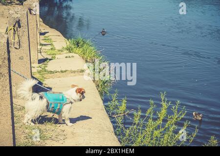 Vacanze estive britanniche. Carino cane animale domestico in giubbotto di sicurezza si trova sul lato di un fiume britannico guardando le anatre. Foto Stock