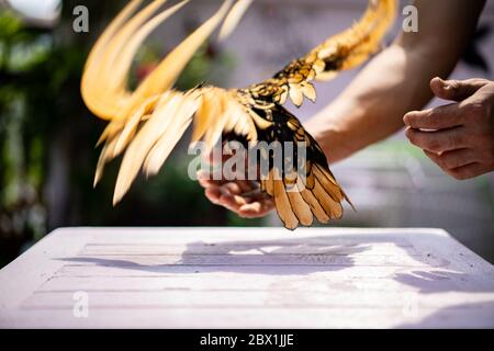 Dietro il Sewright Chick diffonde le ali e si appende sulla mano umana sul tavolo di legno in luce esterna. Foto Stock