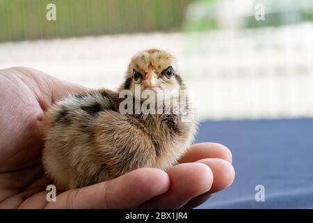 Adorabile Wyandotte pulcino sulla mano dell'uomo umano in luce esterna con sfondo sfocato. Foto Stock