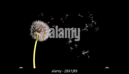 Paracadute volanti, semi di dente di leone (Taraxacum) che volano nell'aria, , sfondo nero, Germania Foto Stock