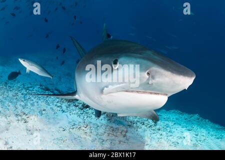 Squalo tigre (Galeocerdo cuvier) dal davanti, ritratto, con sgombro arcobaleno (Elagatis bipinnulata), Oceano Indiano, Isola di Fuvahmulah, Gnaviyani Foto Stock