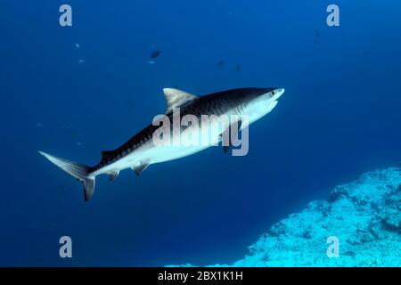 Squalo della tigre (Galeocerdo cuvier), Oceano Indiano, Isola di Fuvahmulah, Atollo di Gnaviyani, Maldive Foto Stock