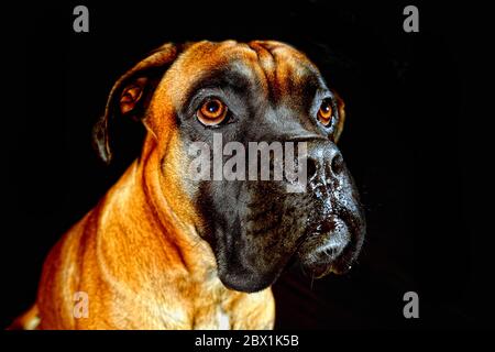 Tedesco Boxer, ritratto, Germania Foto Stock