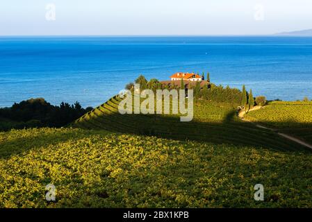 Txakoli vino bianco vigneti con il mare cantabrico in background, Getaria, Spagna Foto Stock