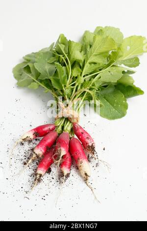 Raphanus sativus. Mazzo di 'colazione Francese' ravanelli su bianco. REGNO UNITO Foto Stock