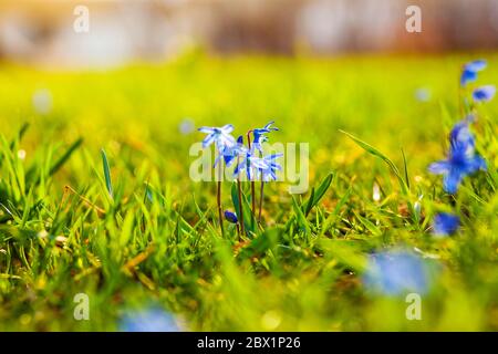Piccoli fiori blu crescono nell'erba in una giornata di sole brillante su uno sfondo sfocato Foto Stock