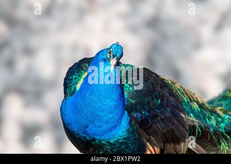 Piume di Peafowl o di pavone, primo piano Foto stock - Alamy