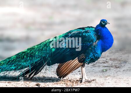 Pavone maschio blu con lunghe piume di cresta simili a ventaglio con vasi colorati cammina graziosamente su sfondo sfocato Foto Stock