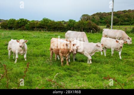 Mucche in un campo in file Foto Stock