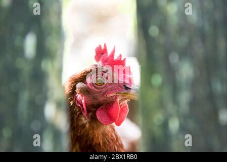 Gallina rossa dietro una recinzione Foto Stock