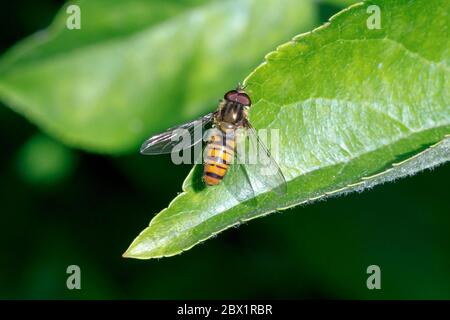 Hoverfly marmellata (Episyrphus balteatus) giardino britannico Foto Stock