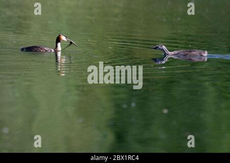 Grande crestato Grebes uk sul lago Foto Stock