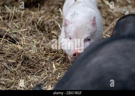 Piccoli maiali per bambini. Maialini rosa e nero in paglia in fattoria Foto Stock